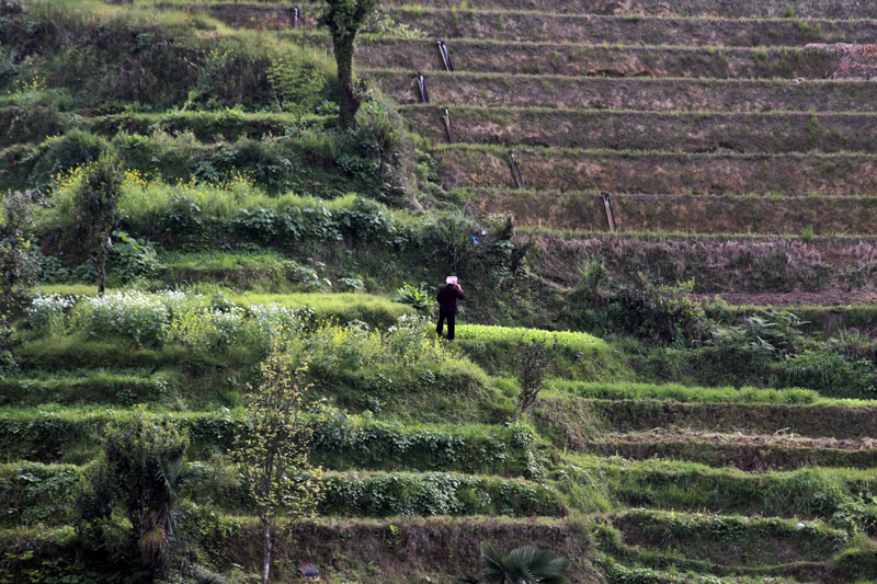 2017-04-12_084425 china-2017.jpg - Longsheng - Pingan - Reisterassen